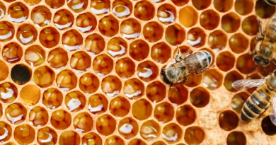 Emater recebe inscrições para grupo de apicultura