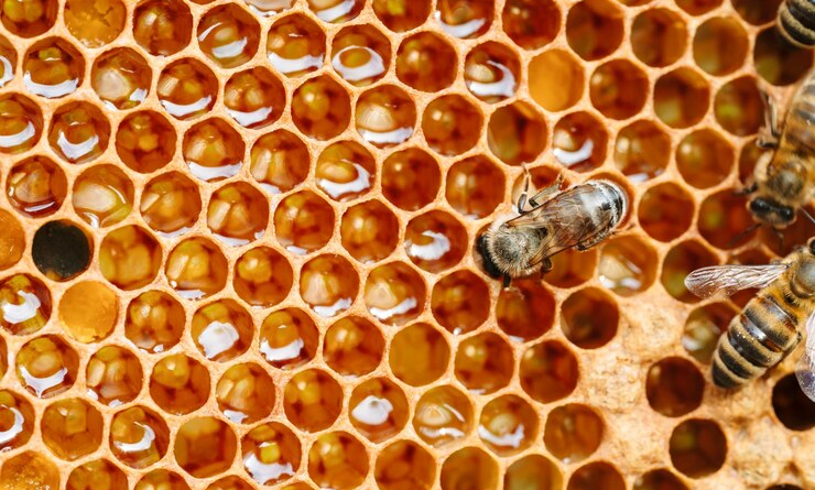 Emater recebe inscrições para grupo de apicultura